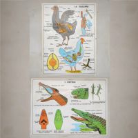 Miniatura dell'articolo Poster La gallina e i Rettili - Oggetto n.242