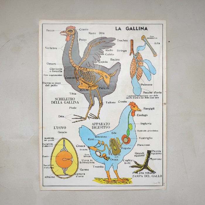 Miniatura dell'articolo Poster La gallina e i Rettili - Oggetto n.242