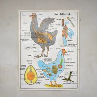 Miniatura dell'articolo Poster La gallina e i Rettili - Oggetto n.242
