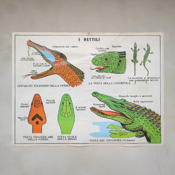 Miniatura dell'articolo Poster La gallina e i Rettili - Oggetto n.242
