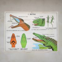 Miniatura dell'articolo Poster La gallina e i Rettili - Oggetto n.242