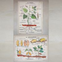 Miniatura dell'articolo Poster didattico La pianta e La germinazione - Oggetto n.278