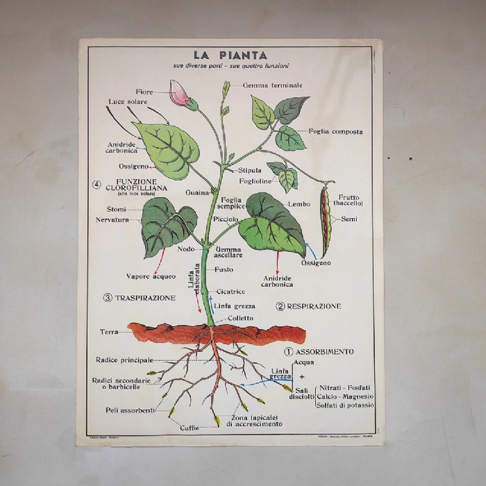 Miniatura dell'articolo Poster didattico La pianta e La germinazione - Oggetto n.278