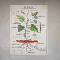 Miniatura dell'articolo Poster didattico La pianta e La germinazione - Oggetto n.278