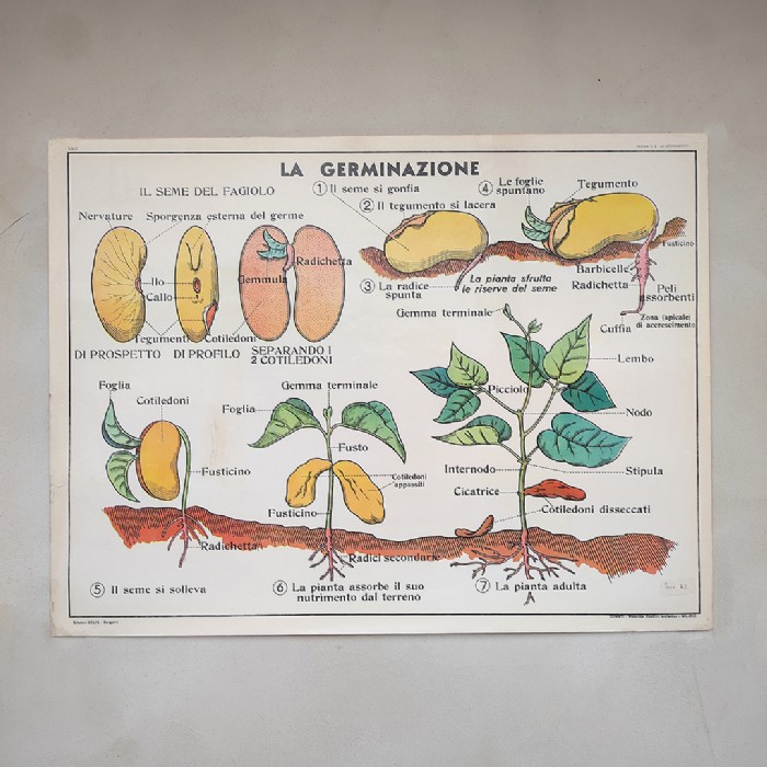 Miniatura dell'articolo Poster didattico La pianta e La germinazione - Oggetto n.278