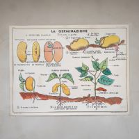 Miniatura dell'articolo Poster didattico La pianta e La germinazione - Oggetto n.278
