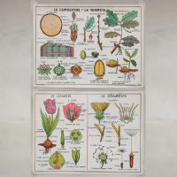Miniatura dell'articolo Poster didattico La Quercia e le Liliacee - Oggetto n.280