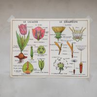 Miniatura dell'articolo Poster didattico La Quercia e le Liliacee - Oggetto n.280