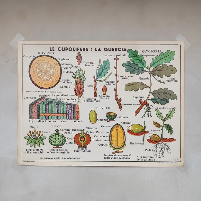 Miniatura dell'articolo Poster didattico La Quercia e le Liliacee - Oggetto n.280