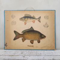 Ingrandisci l'immagine Poster tavola didattica pesce persico e carpa vintage - miniatura 1