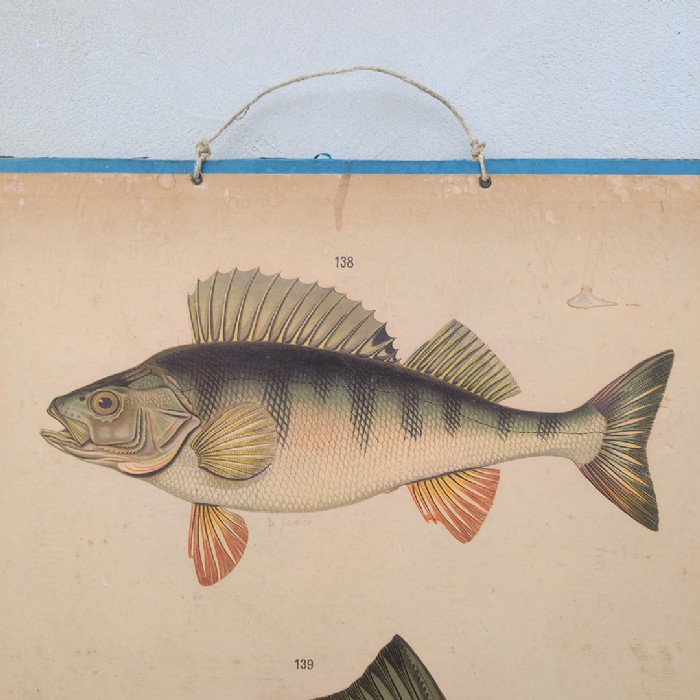 Passa il mouse sull'immagine per ingrandire Poster tavola didattica pesce persico e carpa vintage - foto 2