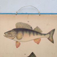 Ingrandisci l'immagine Poster tavola didattica pesce persico e carpa vintage - miniatura 2