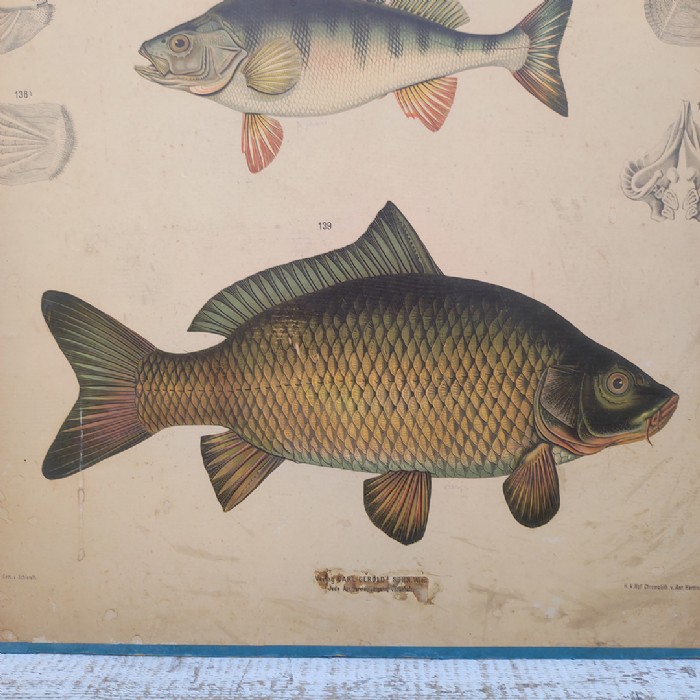 Passa il mouse sull'immagine per ingrandire Poster tavola didattica pesce persico e carpa vintage - foto 3