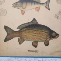 Ingrandisci l'immagine Poster tavola didattica pesce persico e carpa vintage - miniatura 3