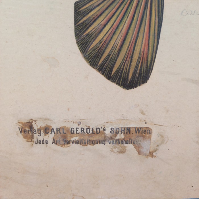 Passa il mouse sull'immagine per ingrandire Poster tavola didattica pesce persico e carpa vintage - foto 9