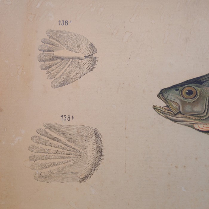 Passa il mouse sull'immagine per ingrandire Poster tavola didattica pesce persico e carpa vintage - foto 5
