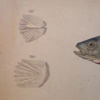Ingrandisci l'immagine Poster tavola didattica pesce persico e carpa vintage - miniatura 5