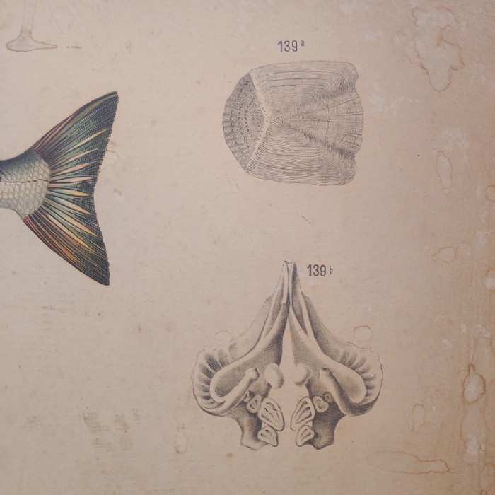 Passa il mouse sull'immagine per ingrandire Poster tavola didattica pesce persico e carpa vintage - foto 7
