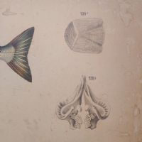 Ingrandisci l'immagine Poster tavola didattica pesce persico e carpa vintage - miniatura 7