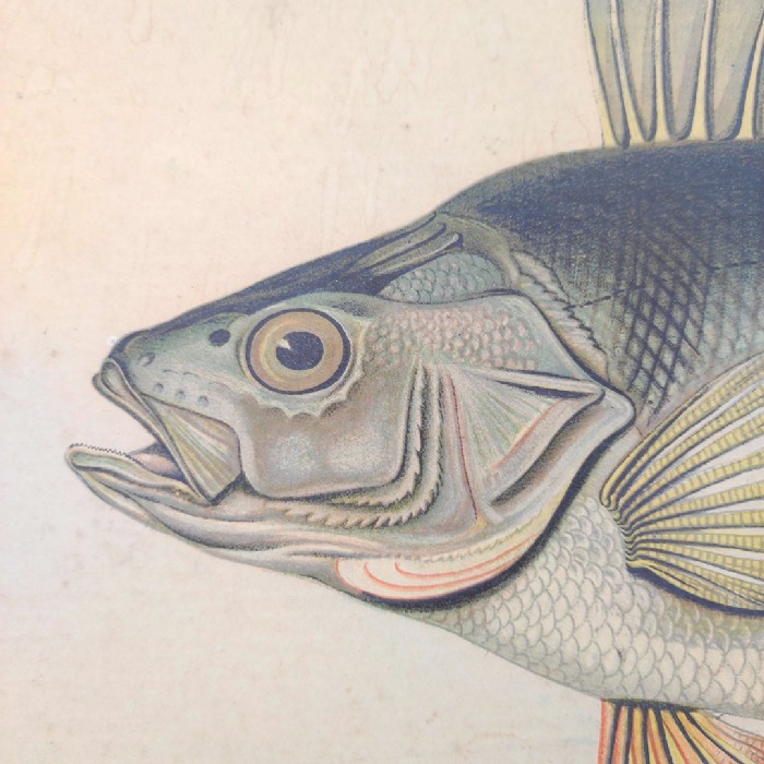 Passa il mouse sull'immagine per ingrandire Poster tavola didattica pesce persico e carpa vintage - foto 4
