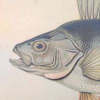 Ingrandisci l'immagine Poster tavola didattica pesce persico e carpa vintage - miniatura 4