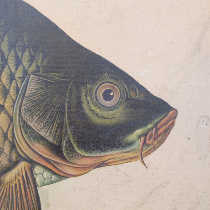 Passa il mouse sull'immagine per ingrandire Poster tavola didattica pesce persico e carpa vintage - foto 6