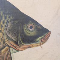 Ingrandisci l'immagine Poster tavola didattica pesce persico e carpa vintage - miniatura 6