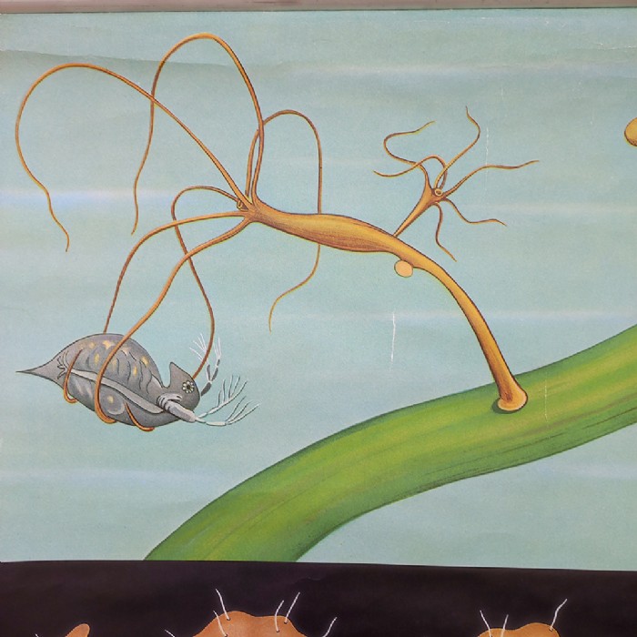 Passa il mouse sull'immagine per ingrandire Immagine dell'articolo Poster Poster didattico il polpo d'acqua dolce vintage n.451