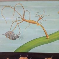 Ingrandisci l'immagine Miniatura dell'articolo Poster Poster didattico il polpo d'acqua dolce vintage n.451