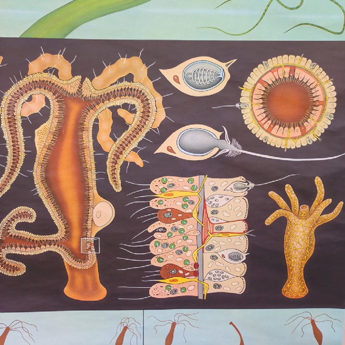 Passa il mouse sull'immagine per ingrandire Immagine dell'articolo Poster Poster didattico il polpo d'acqua dolce vintage n.451