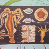 Ingrandisci l'immagine Miniatura dell'articolo Poster Poster didattico il polpo d'acqua dolce vintage n.451