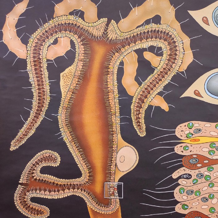 Passa il mouse sull'immagine per ingrandire Immagine dell'articolo Poster Poster didattico il polpo d'acqua dolce vintage n.451