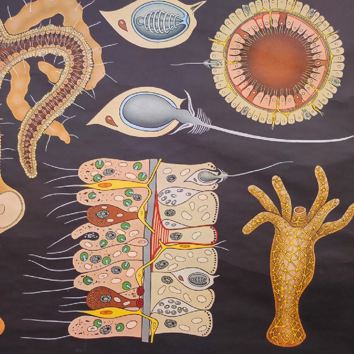 Passa il mouse sull'immagine per ingrandire Immagine dell'articolo Poster Poster didattico il polpo d'acqua dolce vintage n.451