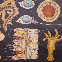 Ingrandisci l'immagine Miniatura dell'articolo Poster Poster didattico il polpo d'acqua dolce vintage n.451