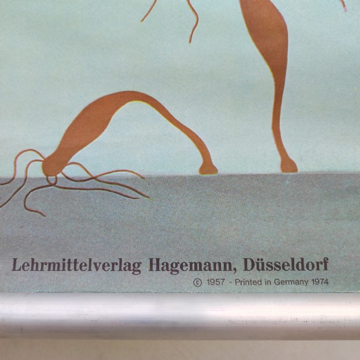 Passa il mouse sull'immagine per ingrandire Immagine dell'articolo Poster Poster didattico il polpo d'acqua dolce vintage n.451