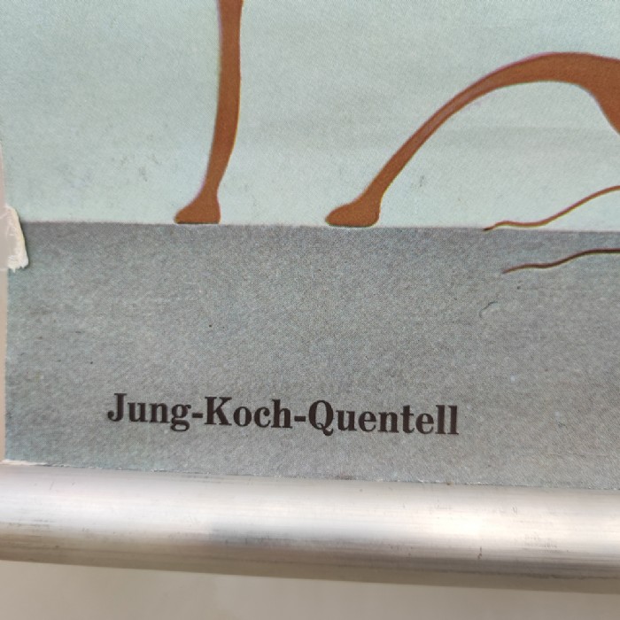 Passa il mouse sull'immagine per ingrandire Immagine dell'articolo Poster Poster didattico il polpo d'acqua dolce vintage n.451