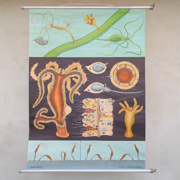 Passa il mouse sull'immagine per ingrandire Immagine dell'articolo Poster Poster didattico il polpo d'acqua dolce vintage n.451