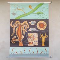 Poster didattico il polpo d'acqua dolce vintage n�NaN di colore Misto