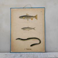 Poster tavola didattica trota aringa e anguilla vintage n�NaN di colore Misto