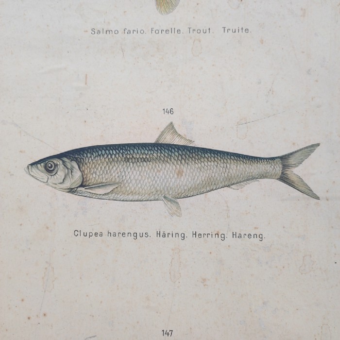 Poster tavola didattica trota aringa e anguilla vintage - foto 3