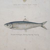 Poster tavola didattica trota aringa e anguilla vintage - miniatura 3