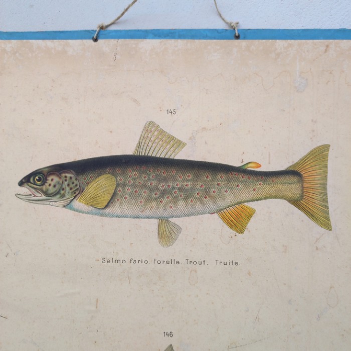Poster tavola didattica trota aringa e anguilla vintage - foto 2