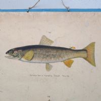 Poster tavola didattica trota aringa e anguilla vintage - miniatura 2