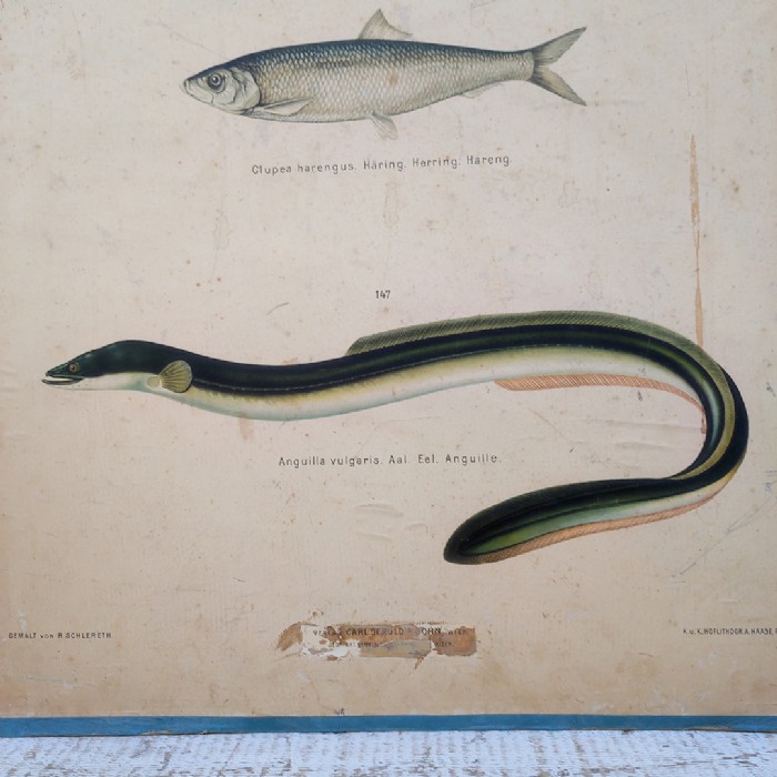 Poster tavola didattica trota aringa e anguilla vintage - foto 4