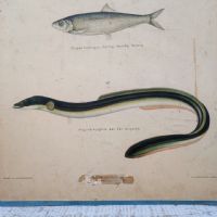 Poster tavola didattica trota aringa e anguilla vintage - miniatura 4