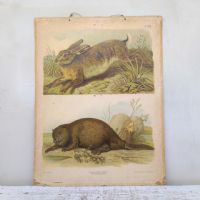 Ingrandisci l'immagine Poster tavola didattica lepre e castoro vintage - miniatura 1