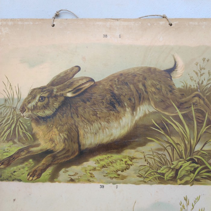 Passa il mouse sull'immagine per ingrandire Poster tavola didattica lepre e castoro vintage - foto 2