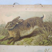 Ingrandisci l'immagine Poster tavola didattica lepre e castoro vintage - miniatura 2