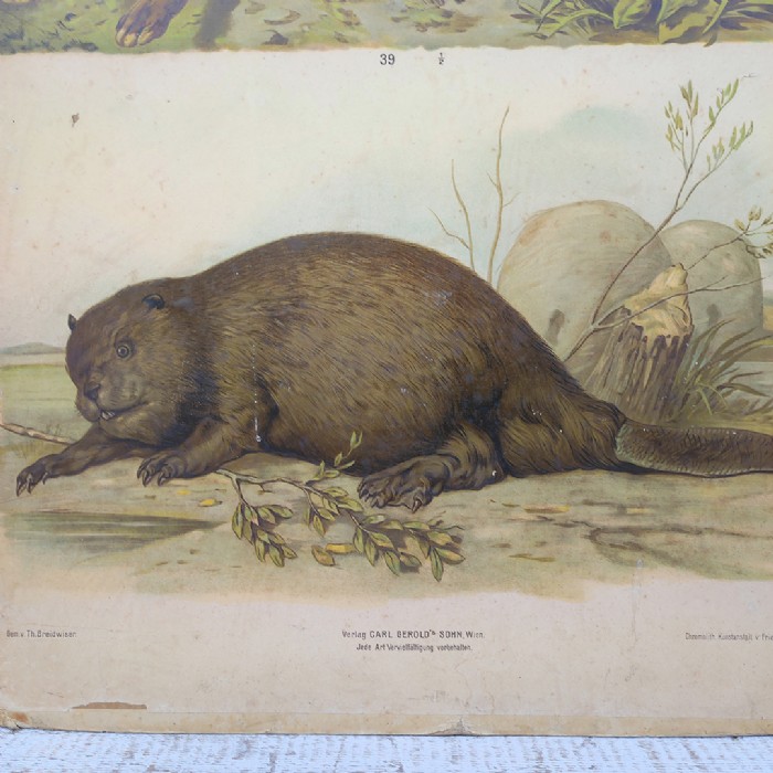 Passa il mouse sull'immagine per ingrandire Poster tavola didattica lepre e castoro vintage - foto 3