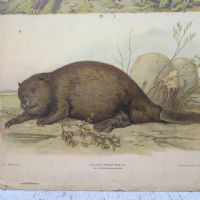 Ingrandisci l'immagine Poster tavola didattica lepre e castoro vintage - miniatura 3